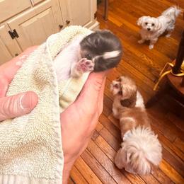 Pipsqueak - Silver and white female Shih Tzu puppy in Sutton, West Virginia from Meadow Lane Pups