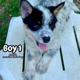 AKC Boy 1 Mississippi - Blue mottled male Australian Cattle Dog puppy in Mc Comb, Mississippi from McCall's Mississippi AKC Blue Heelers Australian Cattle Dogs