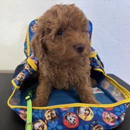 Robert Redford- green collar - Red  male Goldendoodle puppy in Chino Valley, Arizona from Bass Creek Doodles