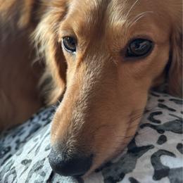 Lady - Dachshund