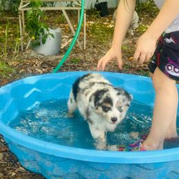 Nimbus - Blue merle male Miniature Australian Shepherd puppy in Interlachen, Florida from Lucky Bones Miniature Australian Shepherds