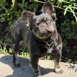 Aphrodite - French Bulldog