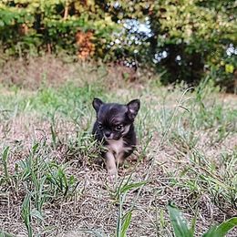 Tiny Lil Pansy - Black and tan female Chihuahua puppy in Weatherford, Texas from Small and Mighty Chihuahuas