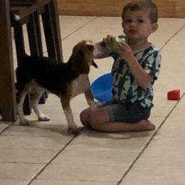 Beagle Puppies from Beech Grove Beagles