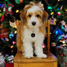 Aussiedoodle and Bernedoodle Puppies from Jupiter Doodles