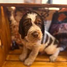 Walter - Tri-Roan male English Springer Spaniel puppy in Braidwood, Illinois from A & R Springers