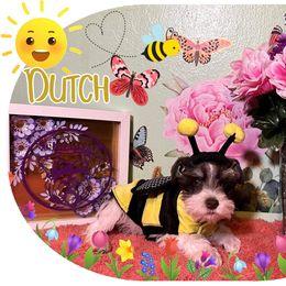 Miniature Schnauzer Puppies from Amaya Lara Schnauzers