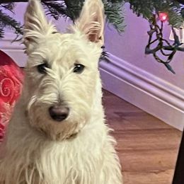 Love - Scottish Terrier