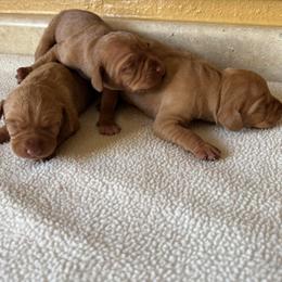 Girl 2 - Golden rust female Vizsla puppy in Albany, Texas from Big Country Kennels