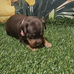 Emma - Chocolate and rust female Miniature Pinscher puppy in Baton Rouge, Louisiana from Pike's Pups