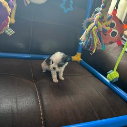 Minnie Mouse - Parti female Miniature Schnauzer puppy in Elk Grove, California from Meuser's Miniature Schnauzers
