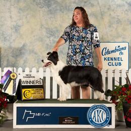 Border Collie All Grown Up from Tamara Cline