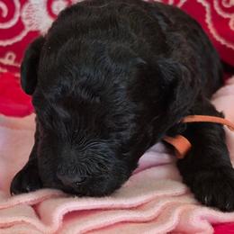 Abe - Black male Maltipoo puppy in Sidney, Maine from Snow Pond Farm