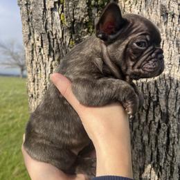 Mulberry - Fawn female French Bulldog puppy in Anderson, California from Wooftown Kennels