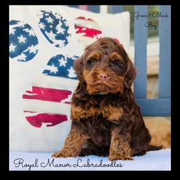 Boy 1 - Chocolate Phantom - Chocolate male Australian Labradoodle puppy in Florence, New Jersey from Royal Manor Labradoodles