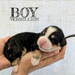 Vermilion - Tri-color male Bernedoodle puppy in Cambridge, Minnesota from Country Meadow Doodles