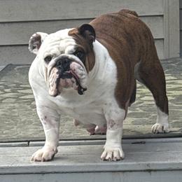 Hazel - Bulldog