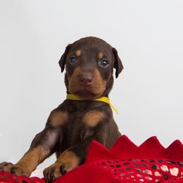 Doberman Pinscher Puppies from Kalora Dobermans
