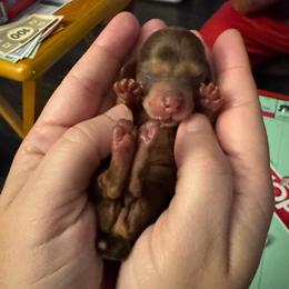 Hercules - Dapple male Dachshund puppy in Silsbee, Texas from The Doxie Den