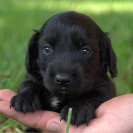 Devon - Black male Dachshund puppy in Griffin, Georgia from Always Trippin' Doxie Life