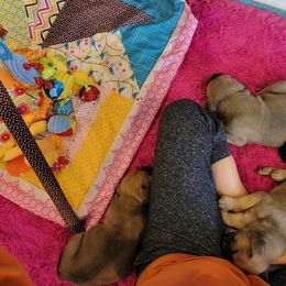 Bullmastiff Puppies from Sunny Beach Bullmastiffs