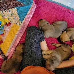 Bullmastiff Puppies from Sunny Beach Bullmastiffs
