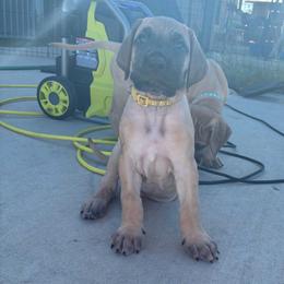 Mimosa - Fawn female Great Dane puppy in Marble Falls, Texas from Notorious Great Danes