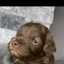 Cockapoo Puppies from Doodle Corner