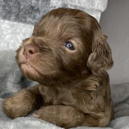 Cockapoo Puppies from Doodle Corner