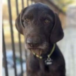 Mac - Pudelpointer