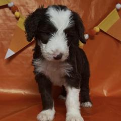 Nutmeg - Sable male Bordoodle puppy in Oak Hill, West Virginia from Highlands Bordoodles