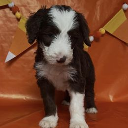 Nutmeg - Sable male Bordoodle puppy in Oak Hill, West Virginia from Highlands Bordoodles