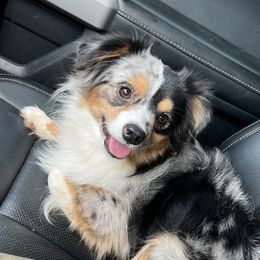Cletus - Toy Australian Shepherd