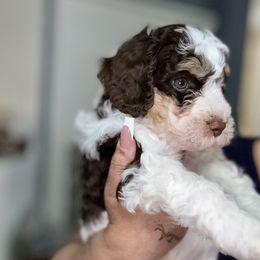 Aussiedoodle, Bernedoodle, Goldendoodle, and Poodle Puppies from Vallevistadoodles