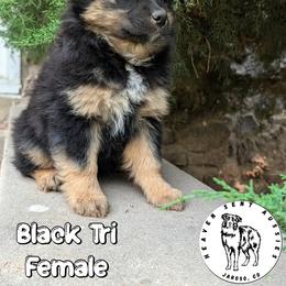 Zena - Black tri female Miniature Australian Shepherd puppy in Jaroso, Colorado from Heaven Sent Aussies