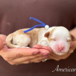 Americano - Caramel red male Australian Labradoodle puppy in Morgan Hill, California from Loving Labradoodles