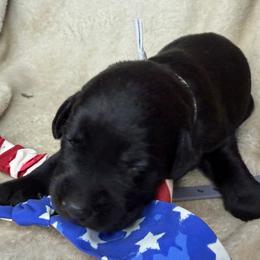 Chase - Black male Labrador Retriever puppy in Grants Pass, Oregon from KnR Antler Dogs ~ Labrador Retrievers & Corgis