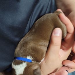 Boston Terrier Puppies from Amanda's Terriers