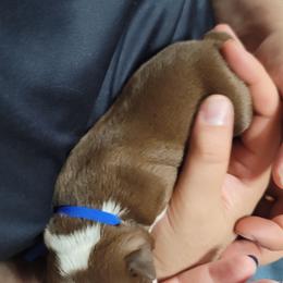 Boston Terrier Puppies from Amanda's Terriers