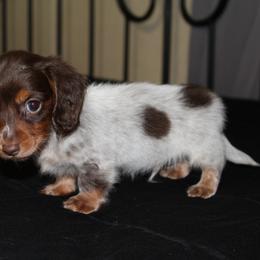 Max - Piebald male Dachshund puppy in Midland, Texas from The Barefield Doxies