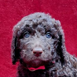 Labradoodle Puppies from 101 Labradoodles