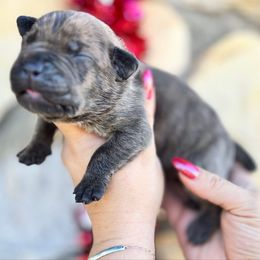 Froggy-grey - Brindle male Companion Cross puppy in Calimesa, California from BoujeePoodlesofsocal