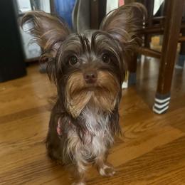 Coco - Yorkshire Terrier