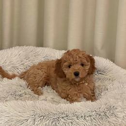 Cavapoo Puppies from Prince Pups