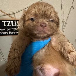Browser - Lilac male Shih Tzu puppy in Madera Acres, California from California Shih Tzu’s