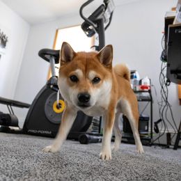 Porter - Shiba Inu