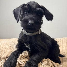 Boy 1 - Silver Collar - Black male Giant Schnauzer puppy in St George, Utah from Schnauzer Ranch