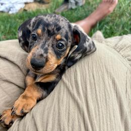 Speckles - Dapple male Dachshund puppy in Utica, Ohio from Poodle Me Crazy