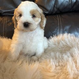 Boy 3 - Black white and tan male Cockapoo puppy in Birdsboro, Pennsylvania from Cooper Family Cockapoos