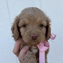 Cavapoo and Cockapoo Puppies from The Barkery